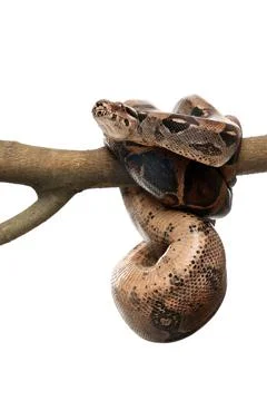 Brown boa constrictor on tree branch against white background Stock Photos