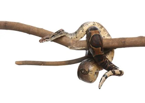 Brown boa constrictor on tree branch against white background Stock Photos