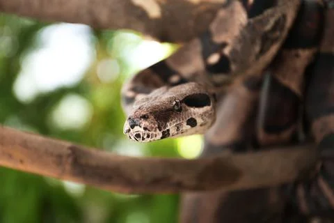 Brown boa constrictor on tree branch outdoors Stock Photos