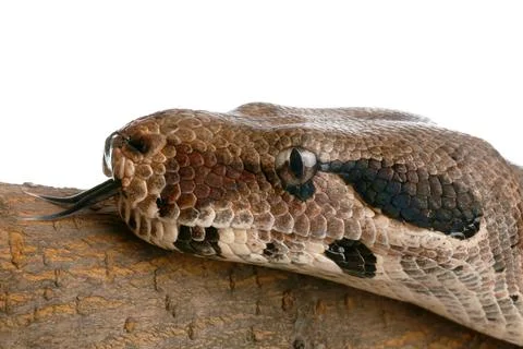 Brown boa constrictor on tree branch against white background, closeup Stock Photos