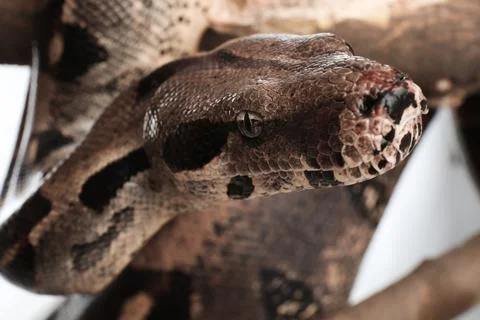 Brown boa constrictor on tree branch outdoors, closeup 스톡 사진