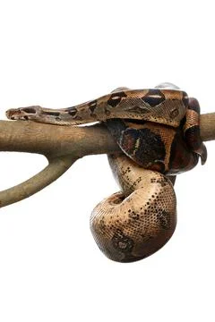 Brown boa constrictor on tree branch against white background Stock Photos