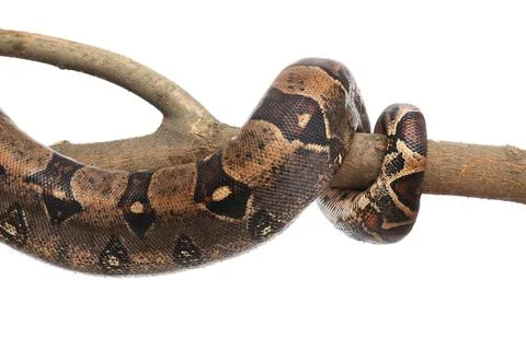 Brown boa constrictor on tree branch against white background Stock Photos