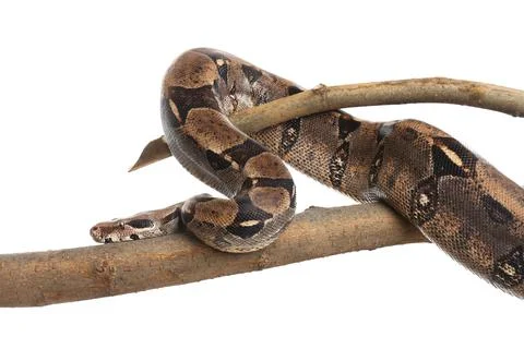 Brown boa constrictor on tree branch against white background 스톡 사진