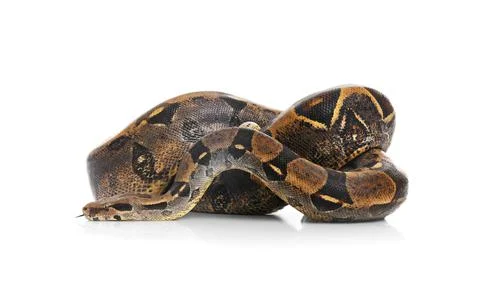Brown boa constrictor on white background. Exotic snake Photos