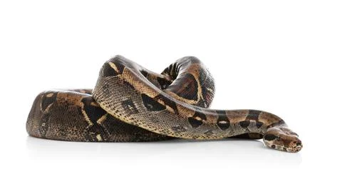 Brown boa constrictor on white background. Exotic snake 스톡 사진
