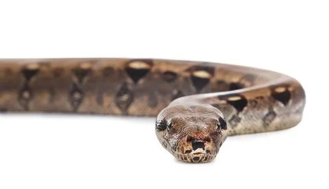 Brown boa constrictor on white background. Exotic snake Foto stock