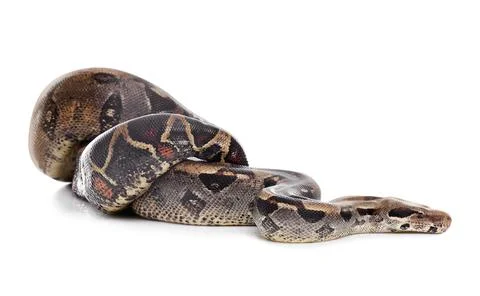 Brown boa constrictor on white background. Exotic snake Stock Photos