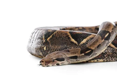 Brown boa constrictor on white background. Exotic snake Stock Photos