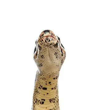 Brown boa constrictor on white background. Exotic snake Stock Photos