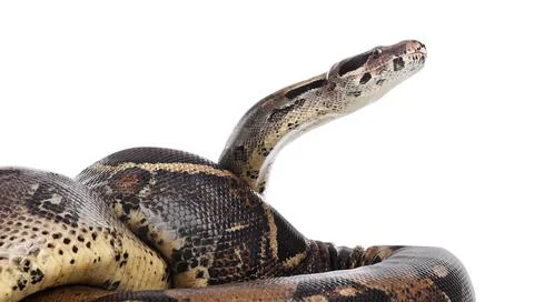 Brown boa constrictor on white background. Exotic snake Stock Photos