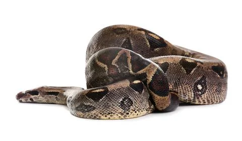 Brown boa constrictor on white background. Exotic snake Photos