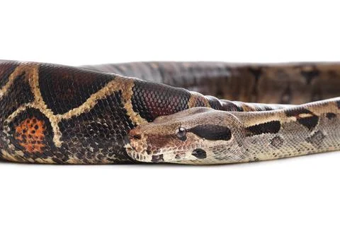 Brown boa constrictor on white background. Exotic snake Photos