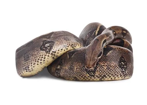 Brown boa constrictor on white background. Exotic snake Stock Photos
