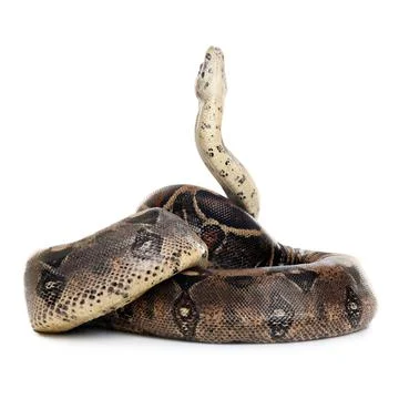 Brown boa constrictor on white background. Exotic snake Stock Photos