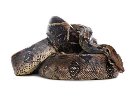 Brown boa constrictor on white background. Exotic snake Stock Photos