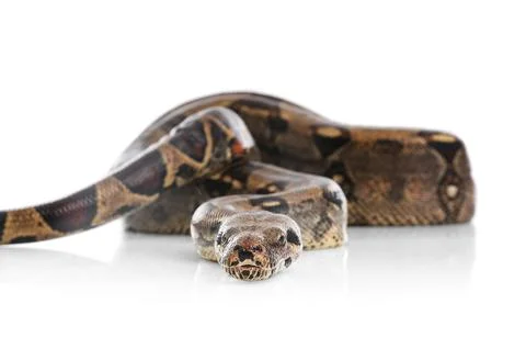 Brown boa constrictor on white background. Exotic snake Foto stock