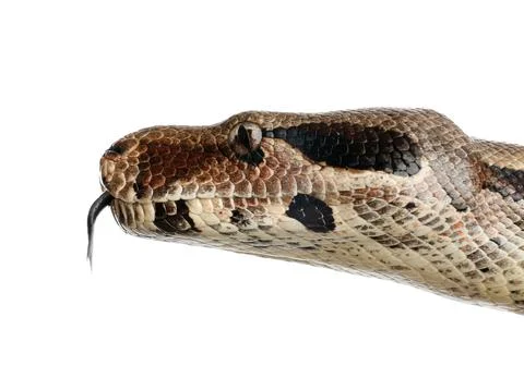 Brown boa constrictor on white background, closeup Photos