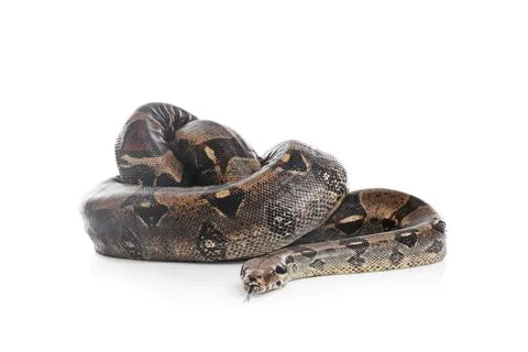 Brown boa constrictor on white background. Exotic snake Photos