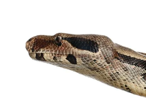 Brown boa constrictor on white background, closeup Photos