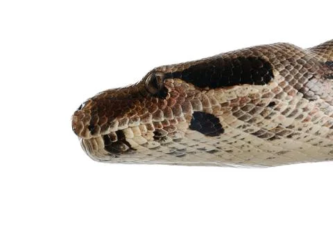Brown boa constrictor on white background, closeup Foto stock