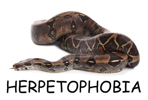 Brown boa constrictor on white background. Herpetophobia concept Stock Photos