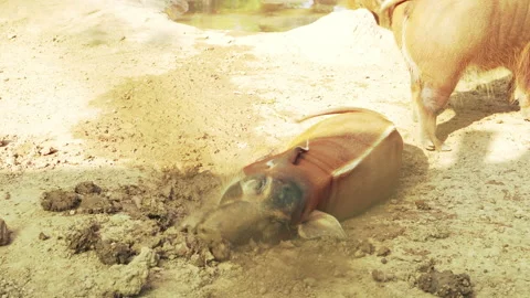 Brown boar in mud farm Stock Footage 186927899