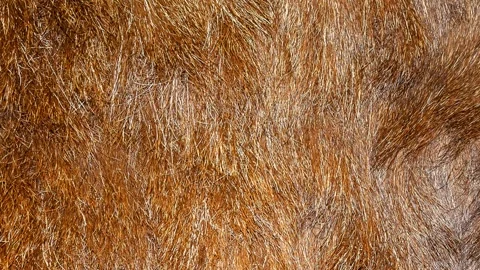 Brown boar skin.background or texture Stock Footage 302652216