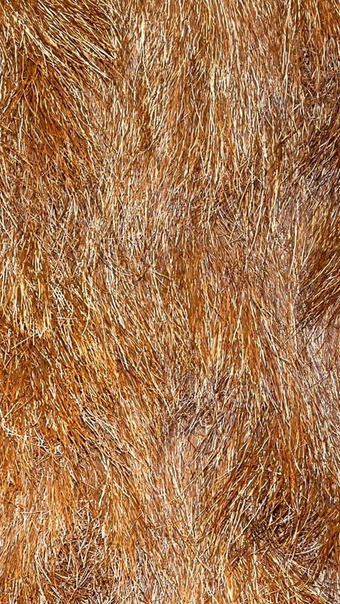 Brown boar skin.background or texture Stock Footage 302652235