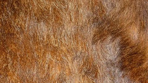 Brown boar skin.background or texture Stock Footage 302652257