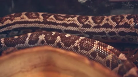 The brown body of a snake crawls along the surface. Representative of the Stock Footage 203521834