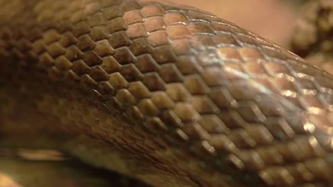 The brown body of a snake crawls along the surface. Representative of the Stock Footage 203522276