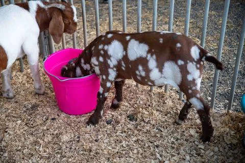 Brown boer goat eats out of a feed bucket at county fair Stock Photos