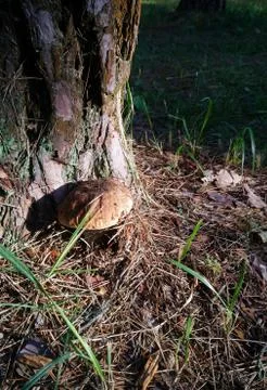 Brown boletus with a massive hat under a coniferous pine among the dry needles 스톡 사진