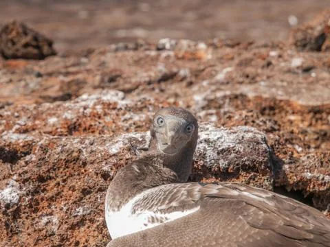Brown Booby Stock Photos