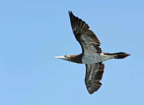 Brown Booby, Sula leucogaster Stock Photos