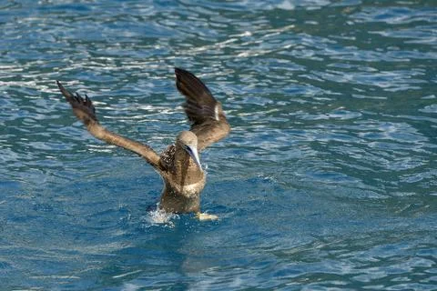 Brown Booby (Sula leucogaster) taking flight, Cooper Island, British Virgin I Stock Photos