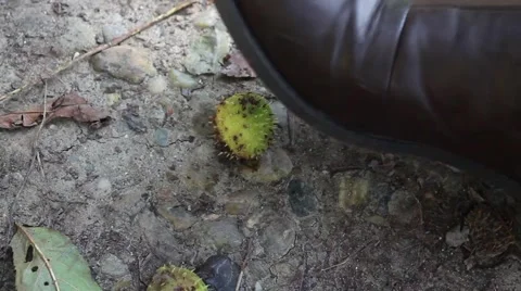 Brown boot steps on and opens ripe conker that lies on the hard ground Stock Footage 42335758