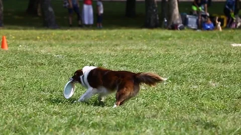 Brown border collie dog plays with a frisbee plate Video stock 220946460
