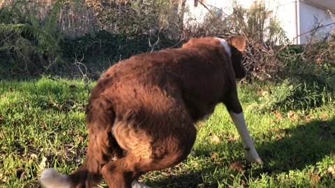 Brown border collie in the grass Stock-Footage 145435676