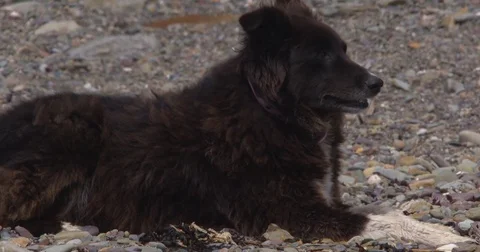 Brown Border Collie Husky dog with lies on pebble beach Stock Footage