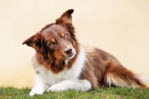 Brown border collie Stock Photos