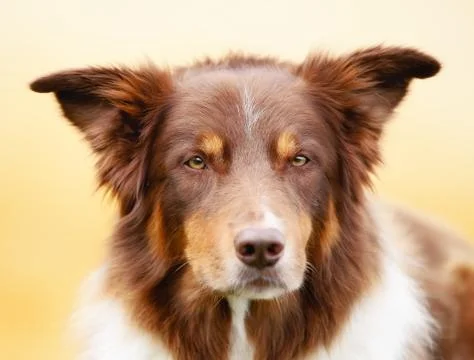 Brown border collie Stock Photos