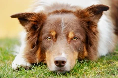 Brown border collie Stock Photos