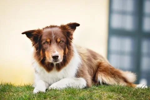 Brown border collie Stock Photos