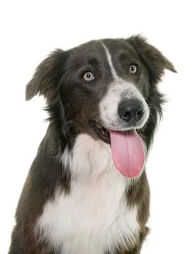 Brown border collie Stock Photos