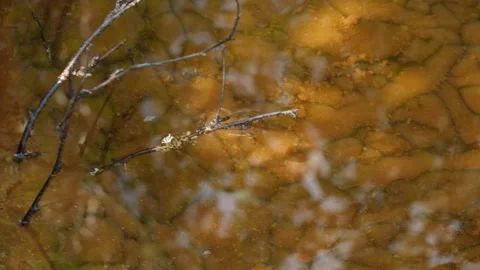 Brown bottom of swamp in Siberia Stock Footage 282916784