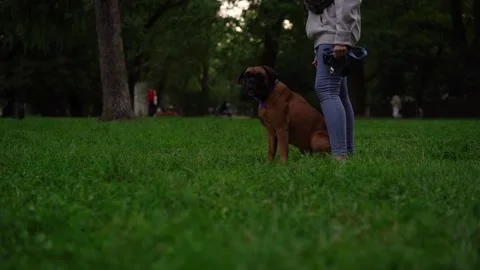 Brown boxer dog walks with its owner in evening in park or garden on green grass Stock Footage 251073172