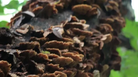Brown bracket fungus layered closeup Stock Footage 319928124