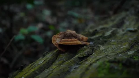 Brown Bracket Mushroom on Mossy Log in Dark Forest, 4K Macro Close-Up Stock Footage 335887312